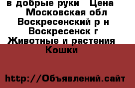 в добрые руки › Цена ­ 1 - Московская обл., Воскресенский р-н, Воскресенск г. Животные и растения » Кошки   